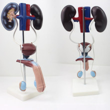SELL 12423 Male Urogenital System , Standing Urinary System Model, Anatomy Models > Urinary Models > Male